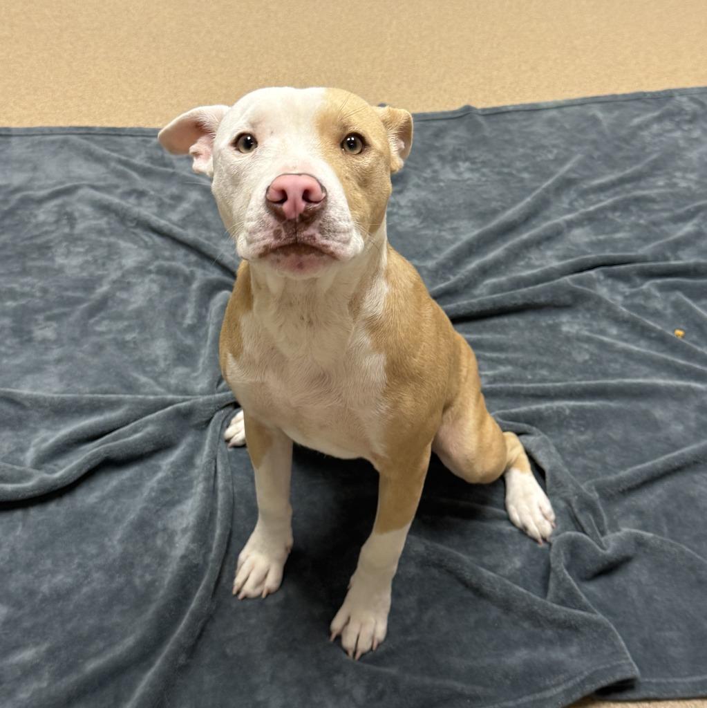 Enlarge Dale, a Adoptable Pit Bull Terrier in Brenham, TX image 3/6