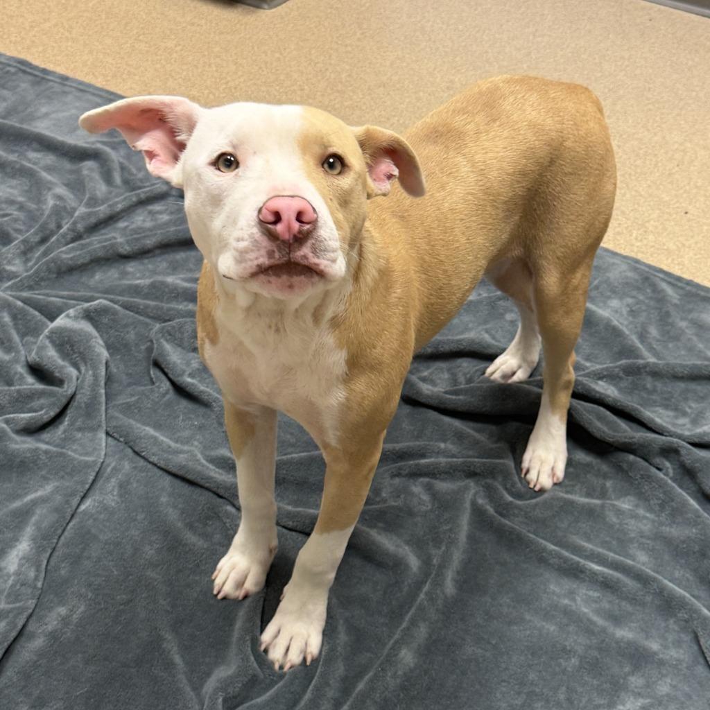 Enlarge Dale, a Adoptable Pit Bull Terrier in Brenham, TX image 4/6