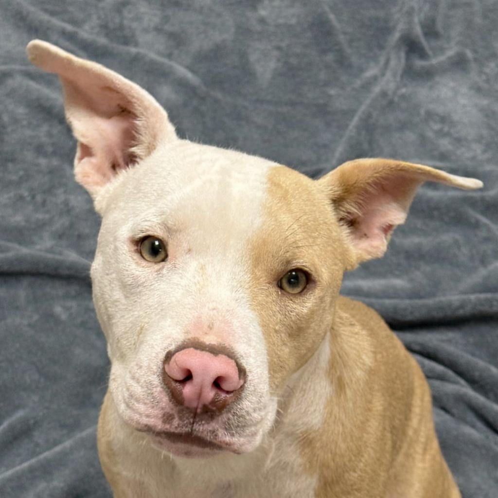 Enlarge Dale, a Adoptable Pit Bull Terrier in Brenham, TX image 1/6