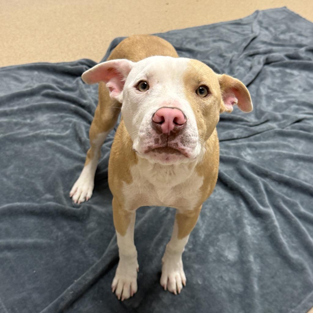 Enlarge Dale, a Adoptable Pit Bull Terrier in Brenham, TX image 5/6
