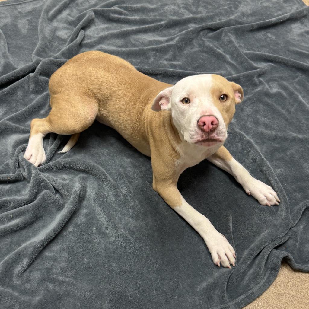 Enlarge Dale, a Adoptable Pit Bull Terrier in Brenham, TX image 6/6