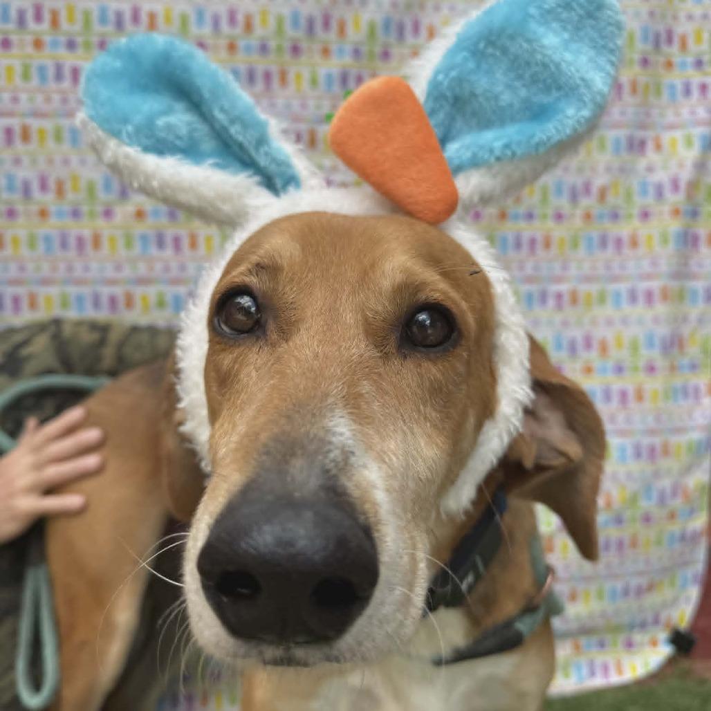 Harper, Adoptable, Adult Female Hound & Mixed Breed.