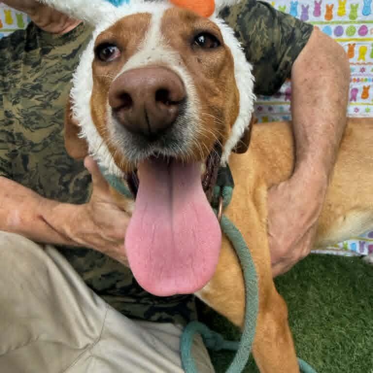 Enlarge Harper, a Adoptable mixed breed in Smithfield, NC image 2/2