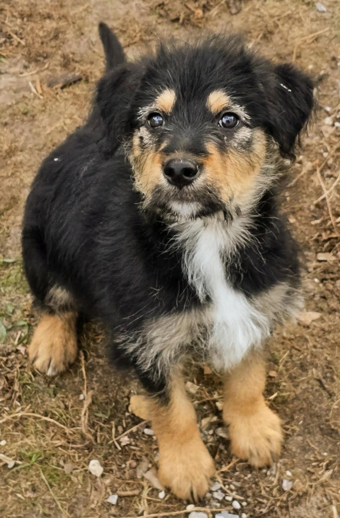 Monte, Adoptable, Puppy Male Shepherd & Standard Poodle.