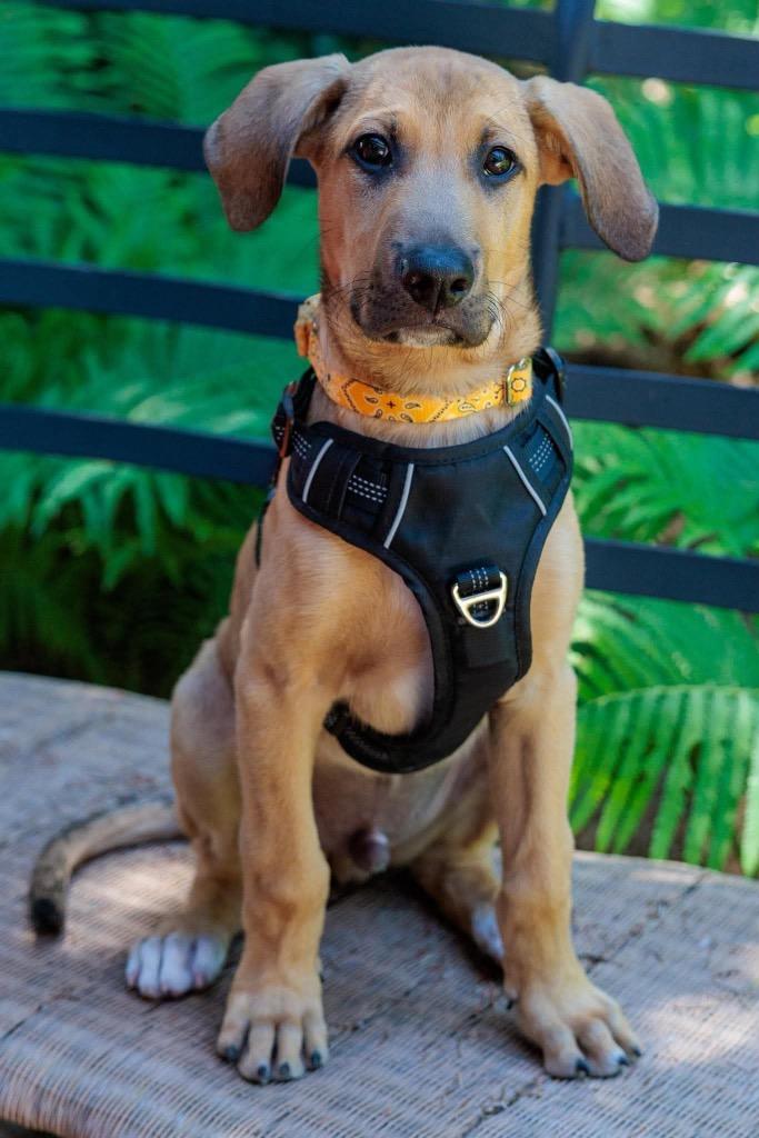 Wizard of Oz - Lion, Adoptable, Puppy Male Mixed Breed.