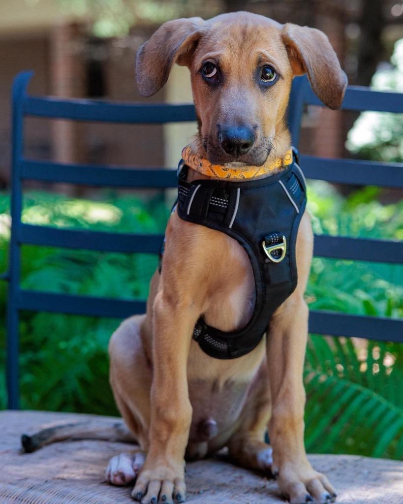 Lion - Summer of Lovin' Promo, a Adoptable mixed breed in Savage, MN image 2/6