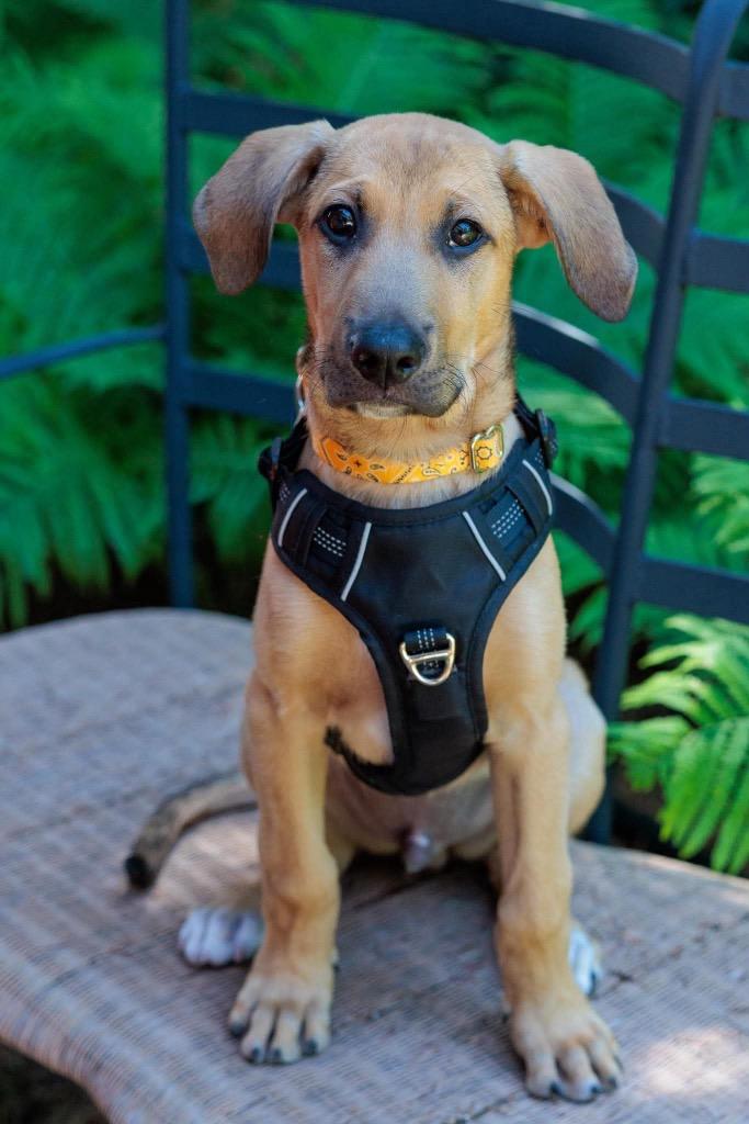 Lion - Summer of Lovin' Promo, a Adoptable mixed breed in Savage, MN image 3/6