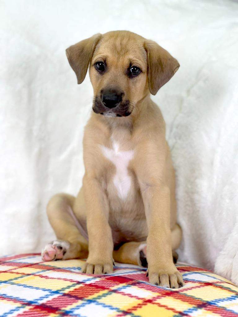 Wizard of Oz - Lion, Adoptable, Puppy Male Mixed Breed.