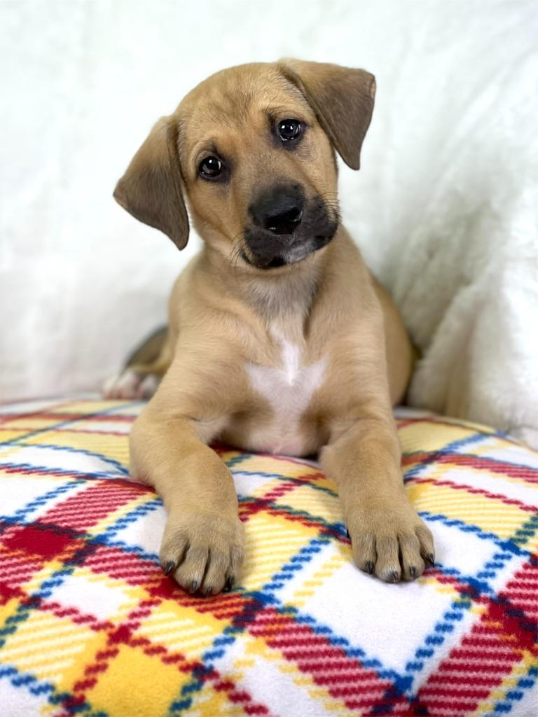 Wizard of Oz - Lion, a Adoptable mixed breed in Savage, MN image 2/5