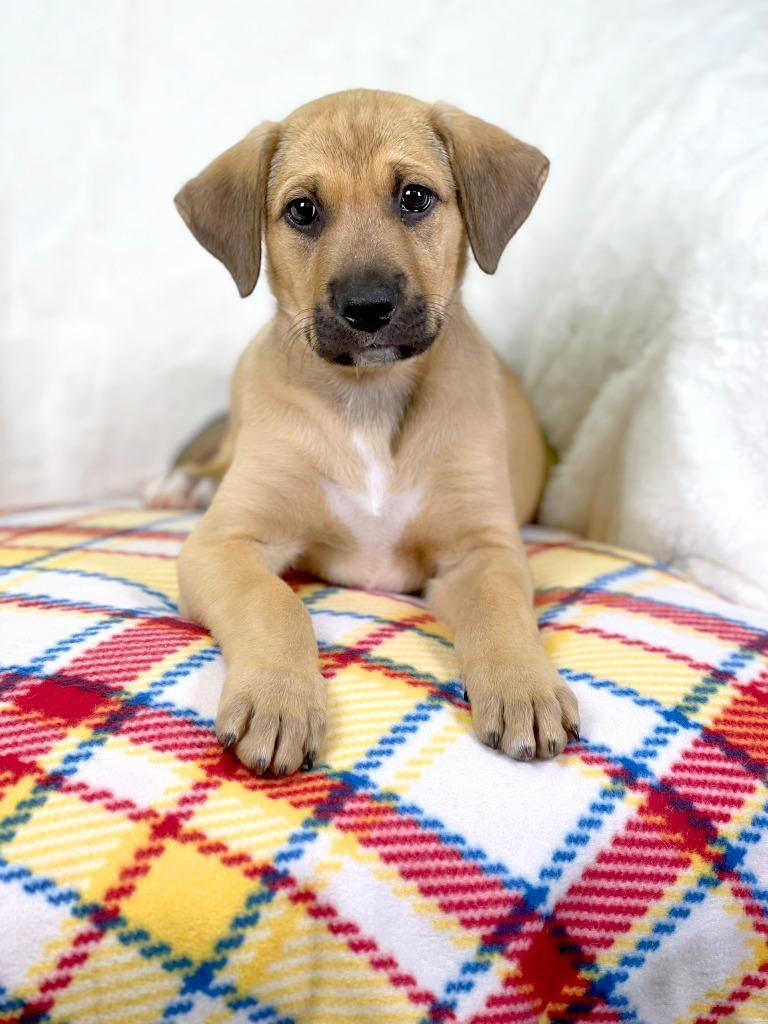 Wizard of Oz - Lion, a Adoptable mixed breed in Savage, MN image 3/5