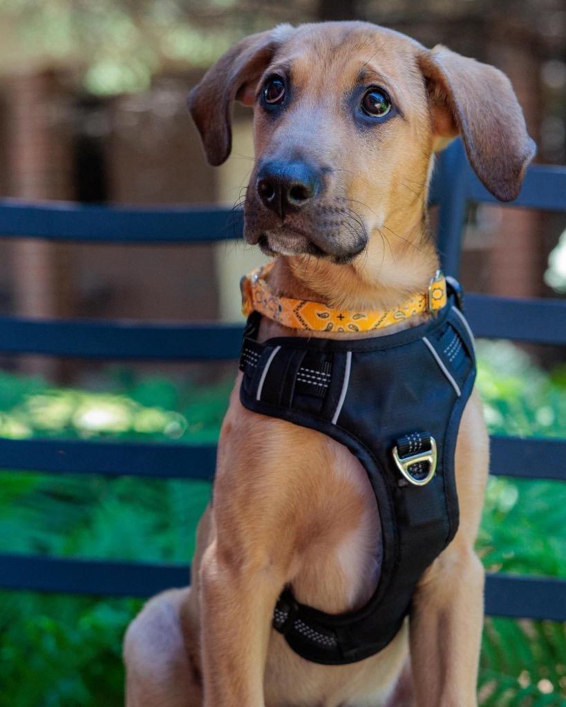 Lion - Summer of Lovin' Promo, a Adoptable mixed breed in Savage, MN image 4/6