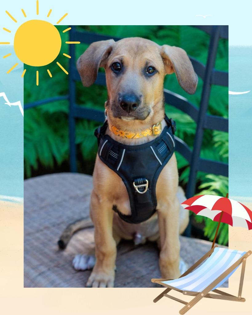 Lion - Summer of Lovin' Promo, a Adoptable mixed breed in Savage, MN image 5/6