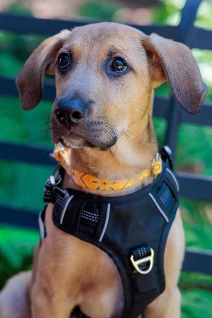 Lion - Summer of Lovin' Promo, a Adoptable mixed breed in Savage, MN image 6/6