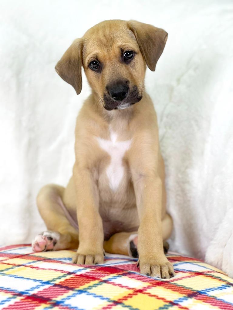 Wizard of Oz - Lion, a Adoptable mixed breed in Savage, MN image 4/5
