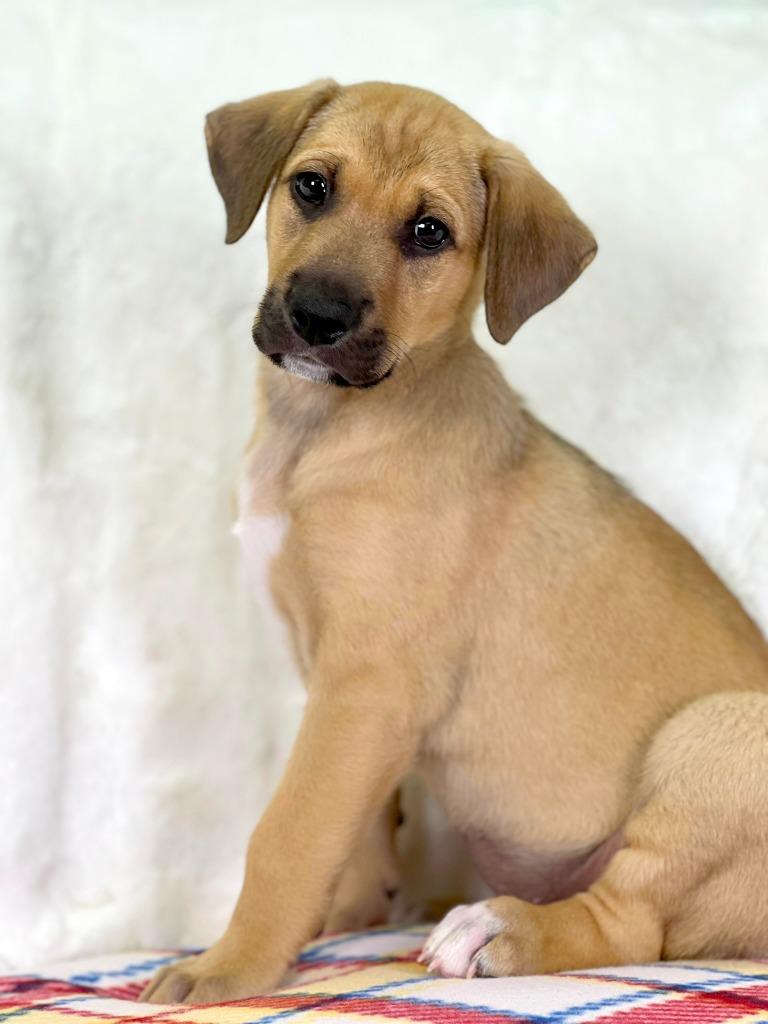 Wizard of Oz - Lion, a Adoptable mixed breed in Savage, MN image 5/5