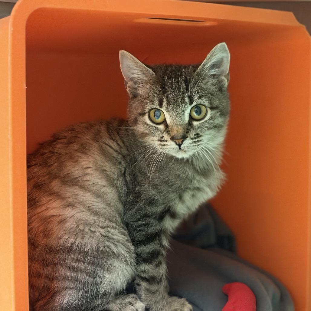 Enlarge Floyd, a Adoptable Domestic Short Hair in Houston, TX image 1/6