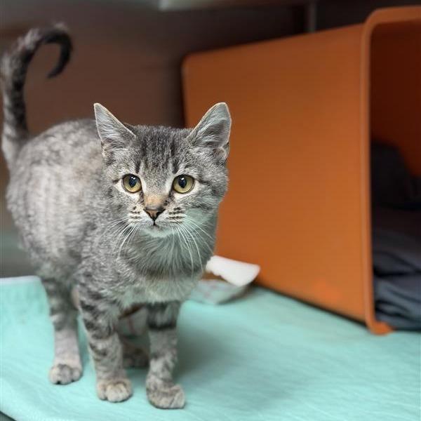 Enlarge Floyd, a Adoptable Domestic Short Hair in Houston, TX image 3/6