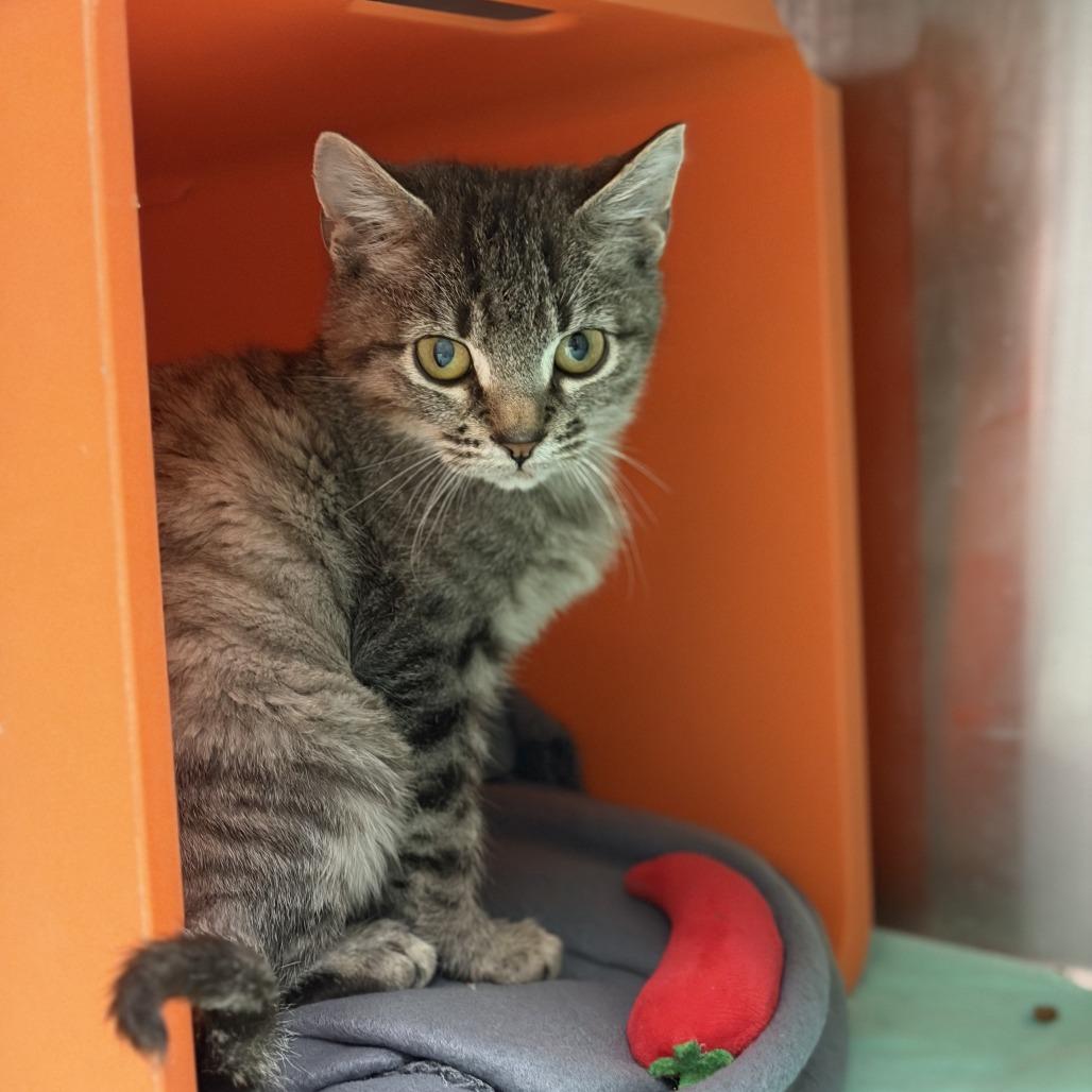 Enlarge Floyd, a Adoptable Domestic Short Hair in Houston, TX image 4/6