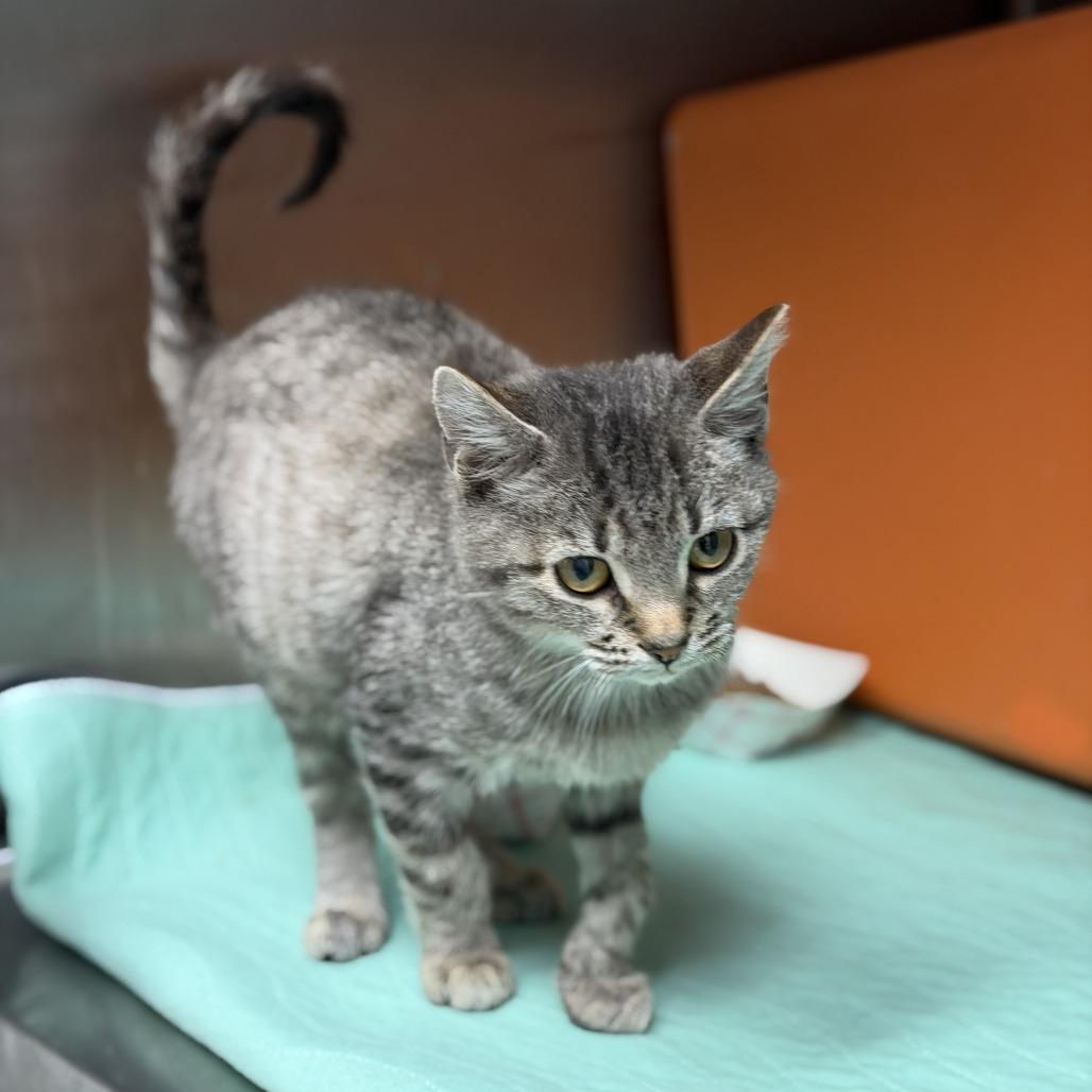 Enlarge Floyd, a Adoptable Domestic Short Hair in Houston, TX image 5/6