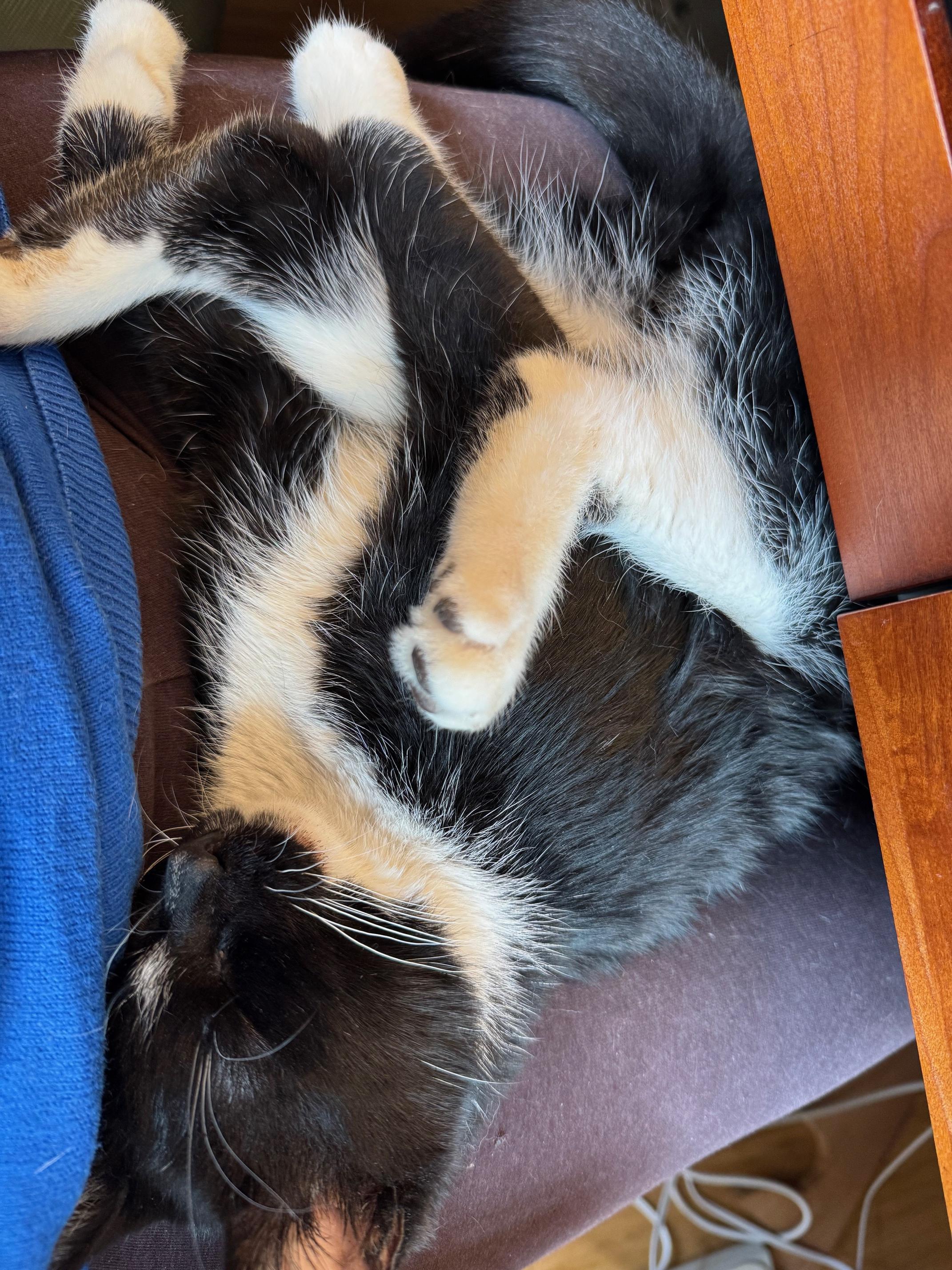 Jitterbug photo 2