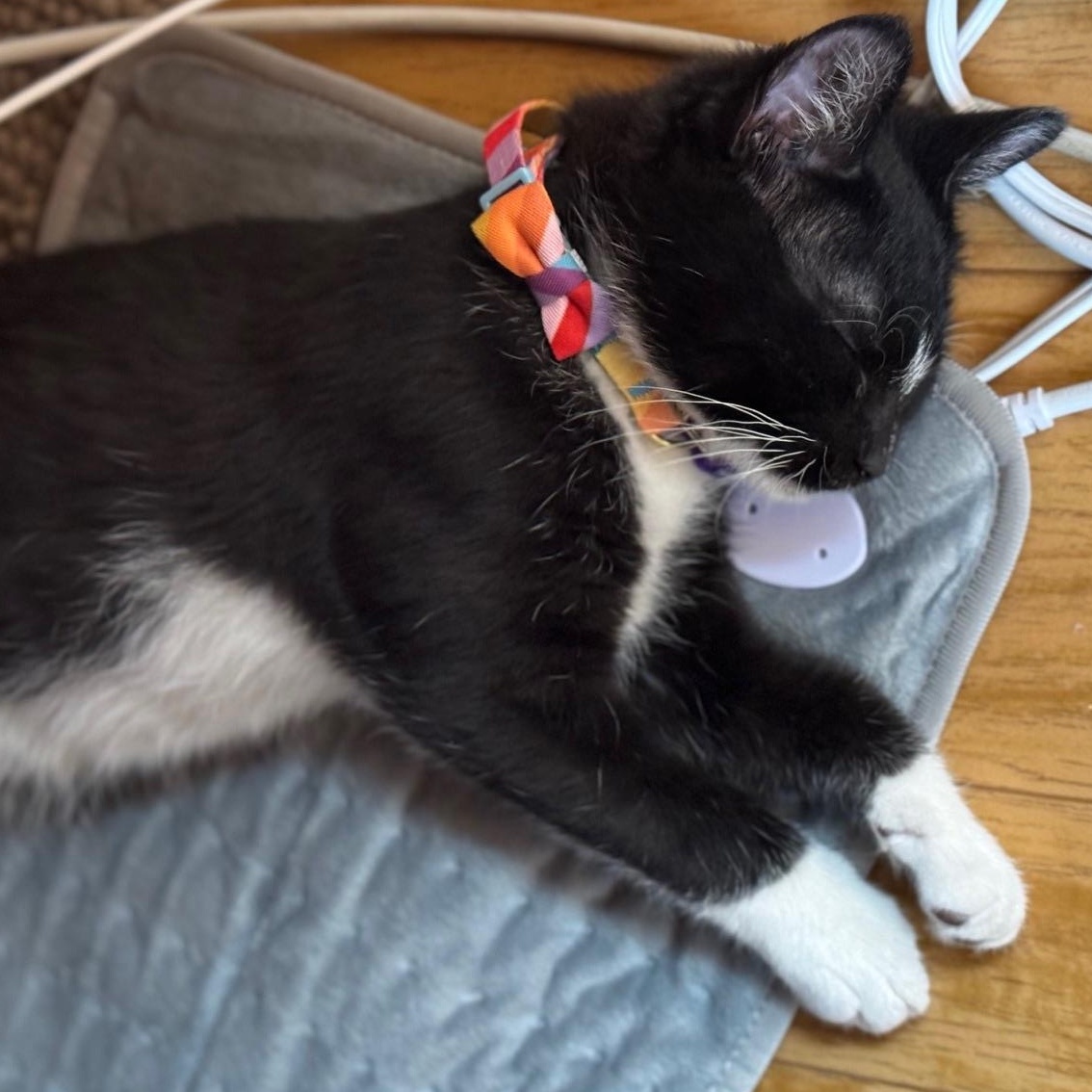 Jitterbug, Baby Male Domestic Long Hair