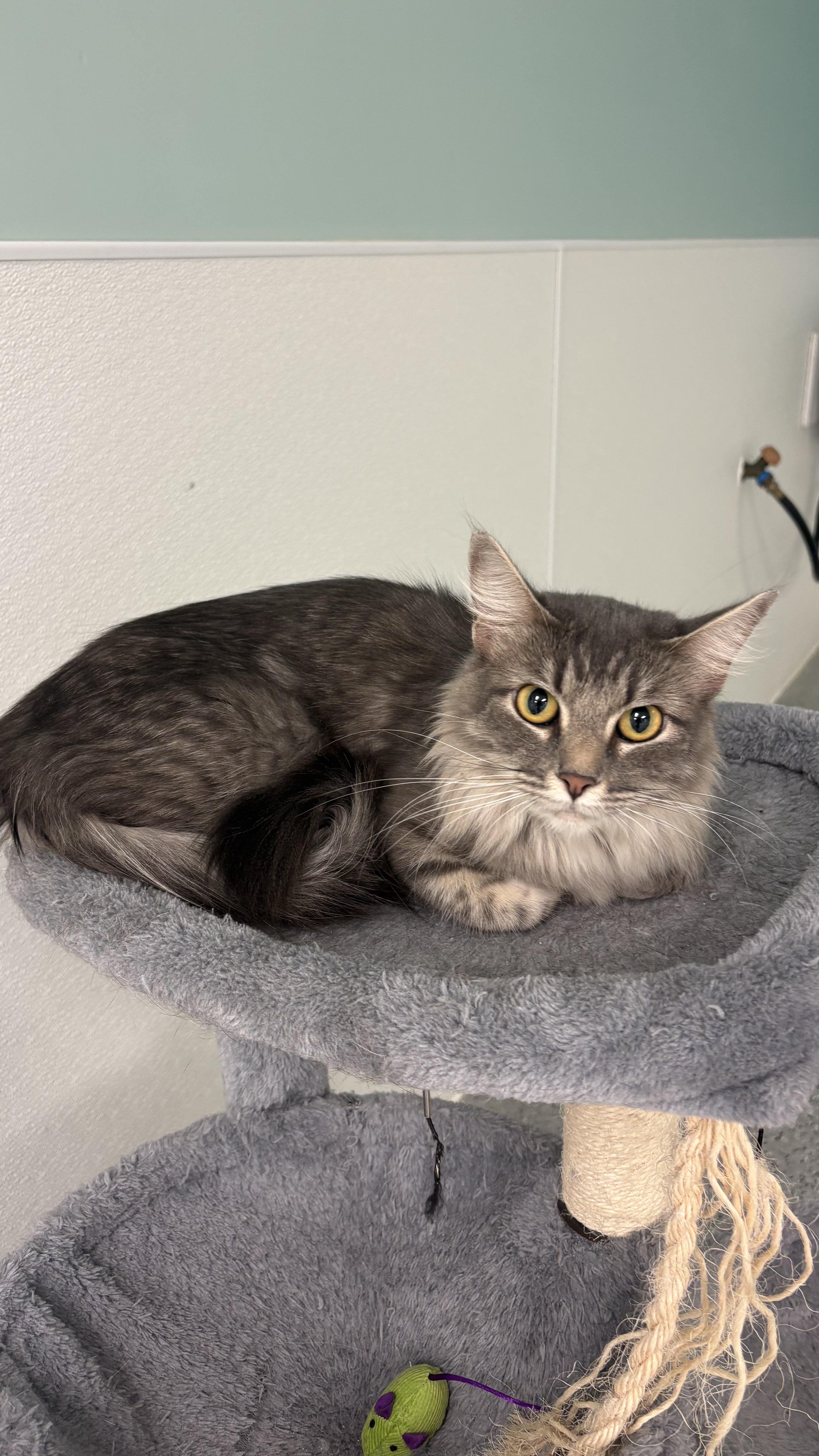 Luna, a Adoptable Domestic Long Hair in Valley Center, KS image 6/6