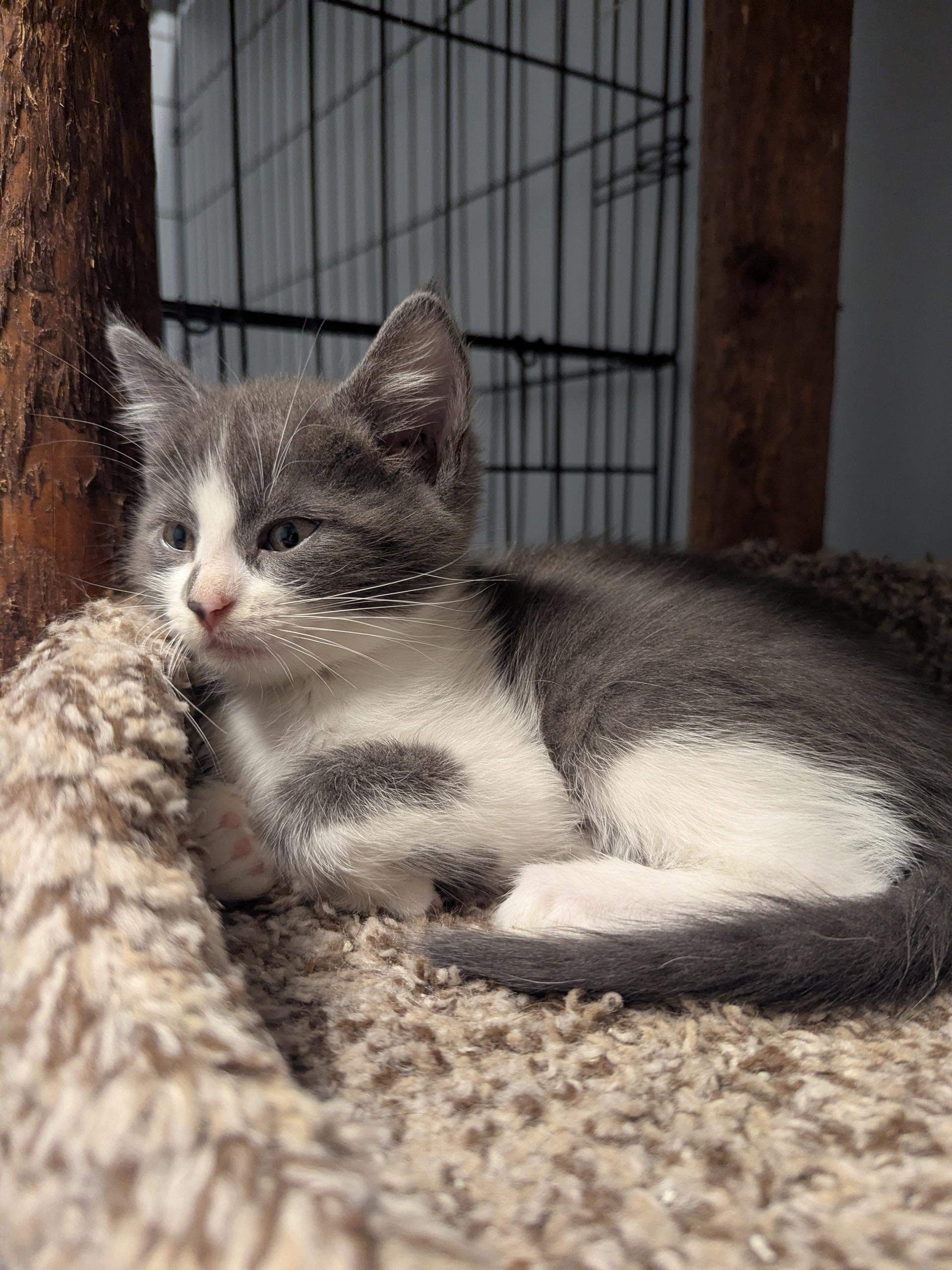 Luna, a Adoptable Domestic Long Hair in Valley Center, KS image 4/6