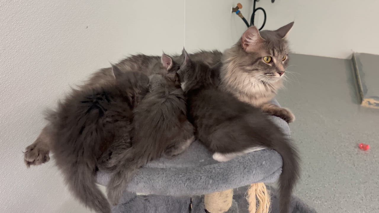 Enlarge Luna, a Adoptable Domestic Long Hair in Valley Center, KS video 5/6