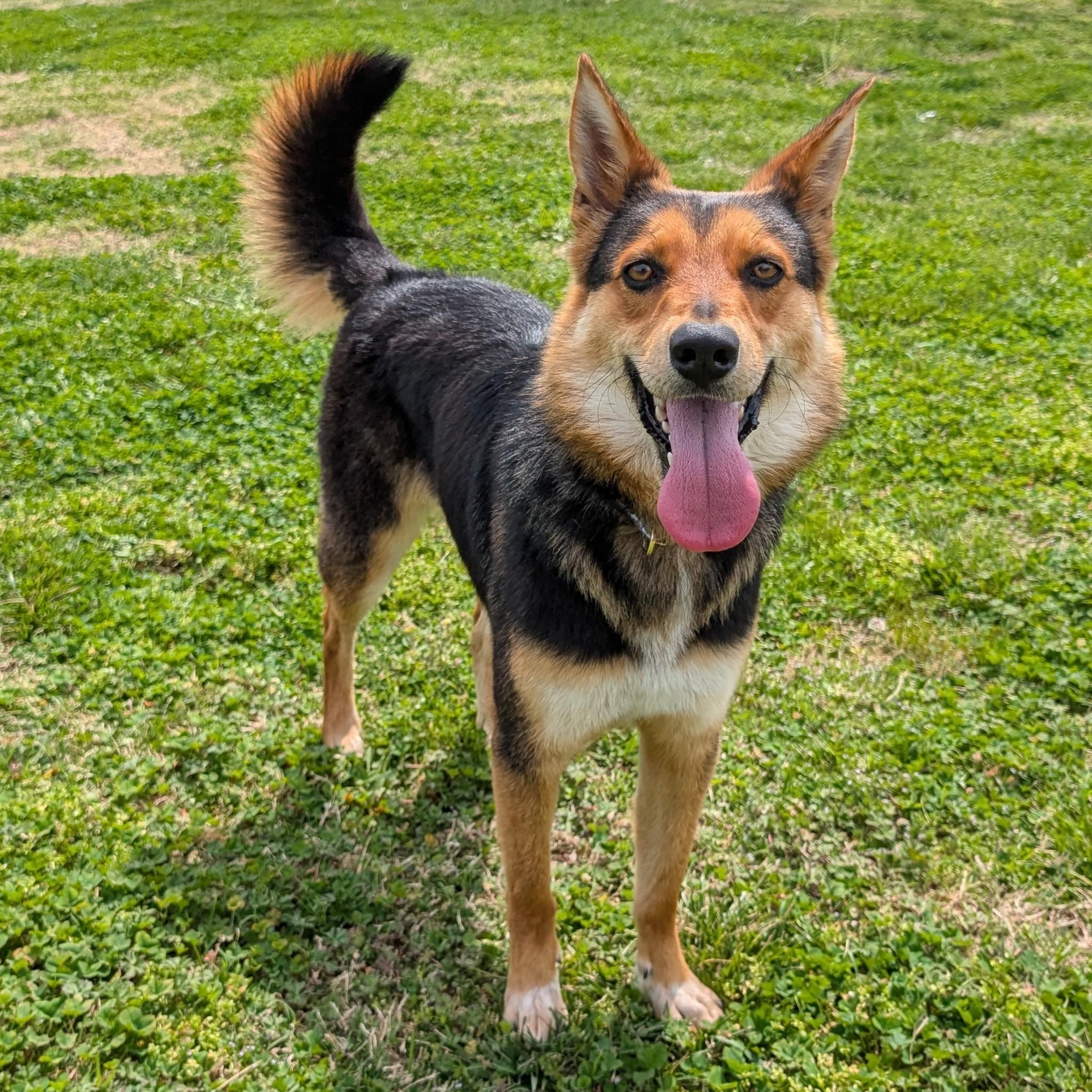 Enlarge Hazel, a ADOPTABLE mixed breed in Lowell, AR image 1/6