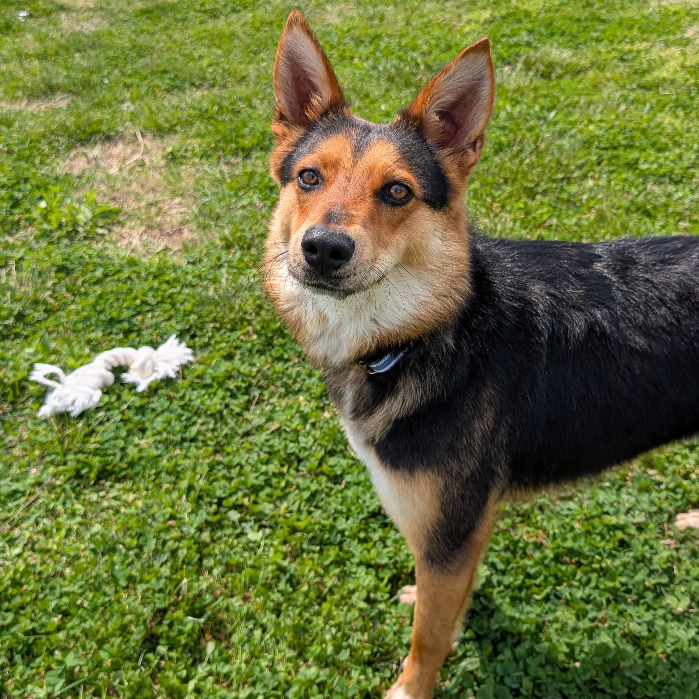 Enlarge Hazel, a ADOPTABLE mixed breed in Lowell, AR image 6/6