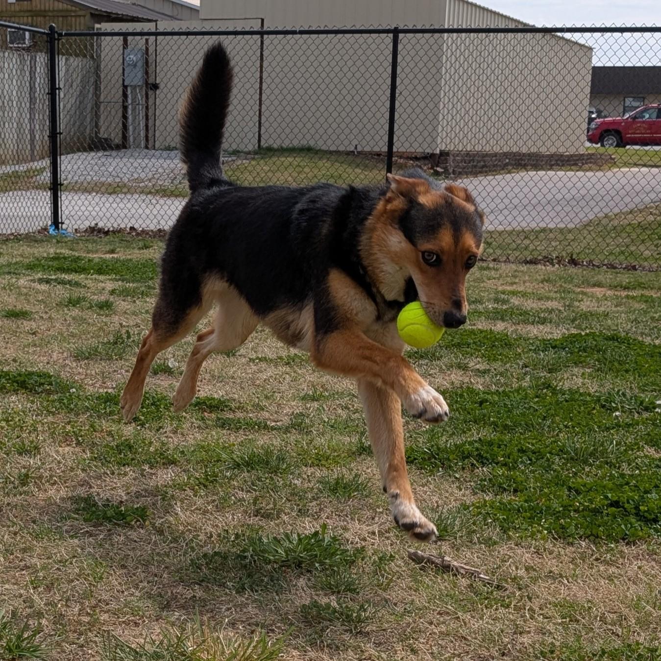 Enlarge Hazel, a ADOPTABLE mixed breed in Lowell, AR image 4/6