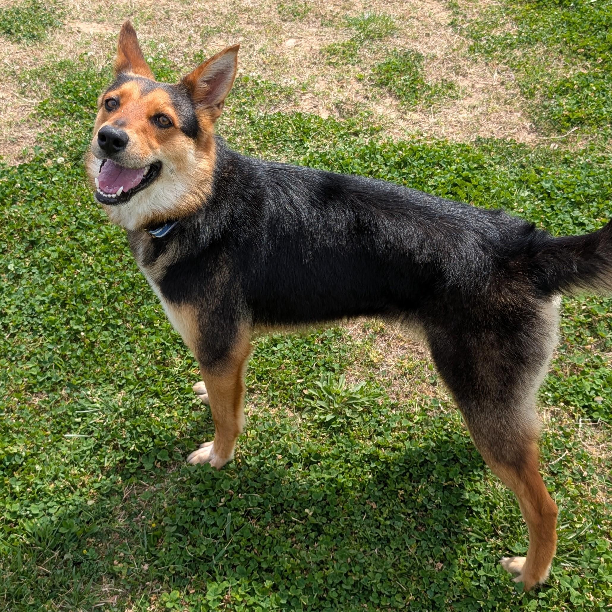 Enlarge Hazel, a ADOPTABLE mixed breed in Lowell, AR image 2/6