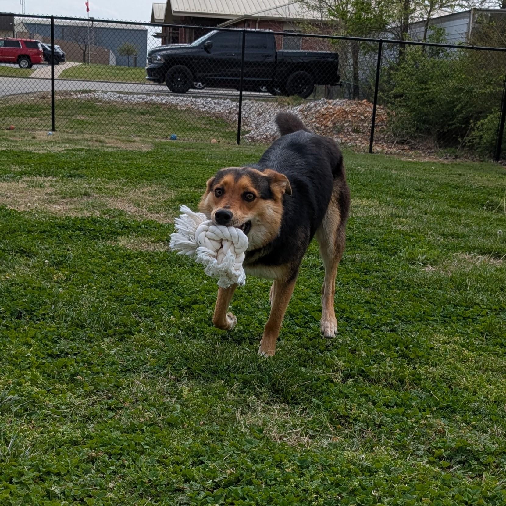 Enlarge Hazel, a ADOPTABLE mixed breed in Lowell, AR image 5/6