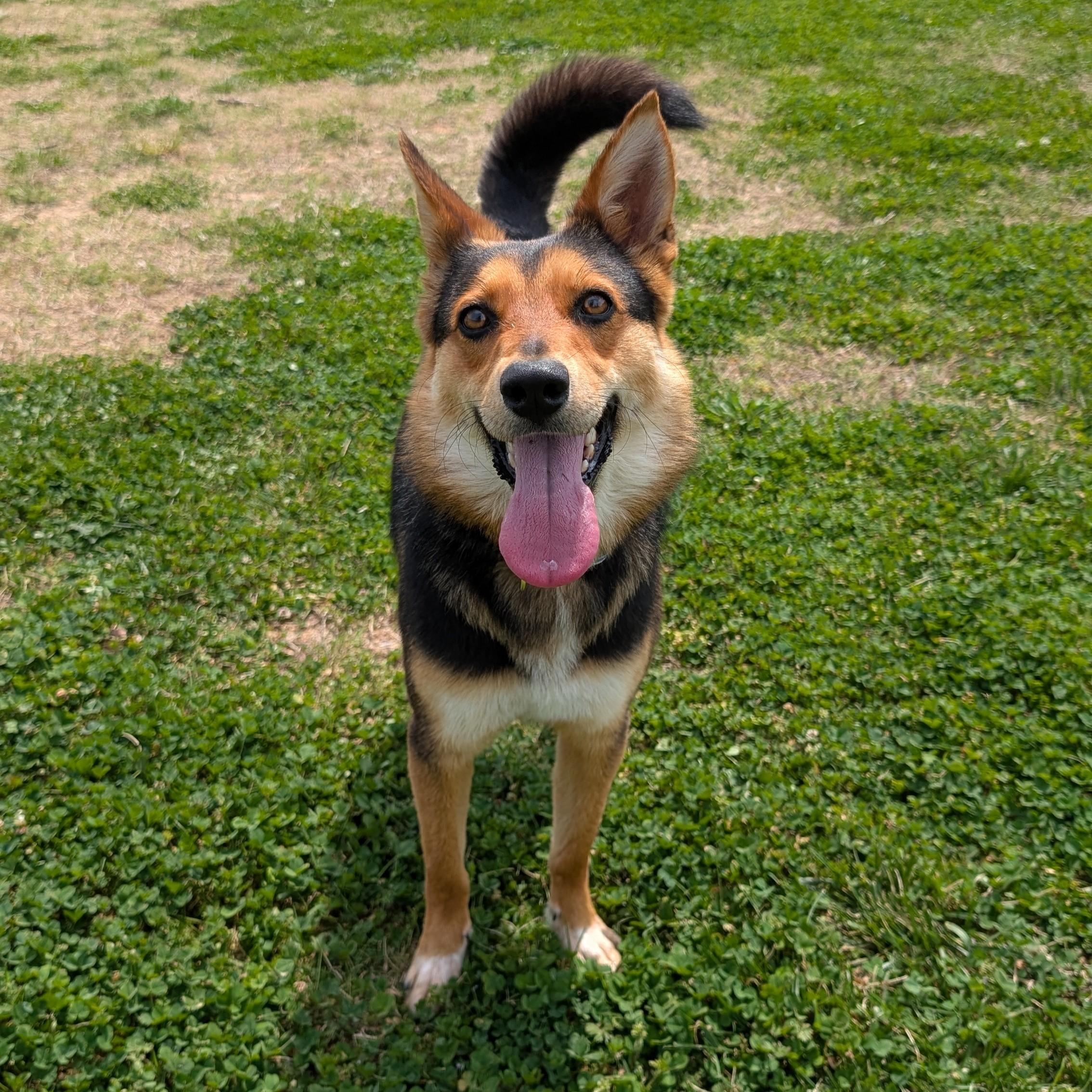 Enlarge Hazel, a ADOPTABLE mixed breed in Lowell, AR image 3/6