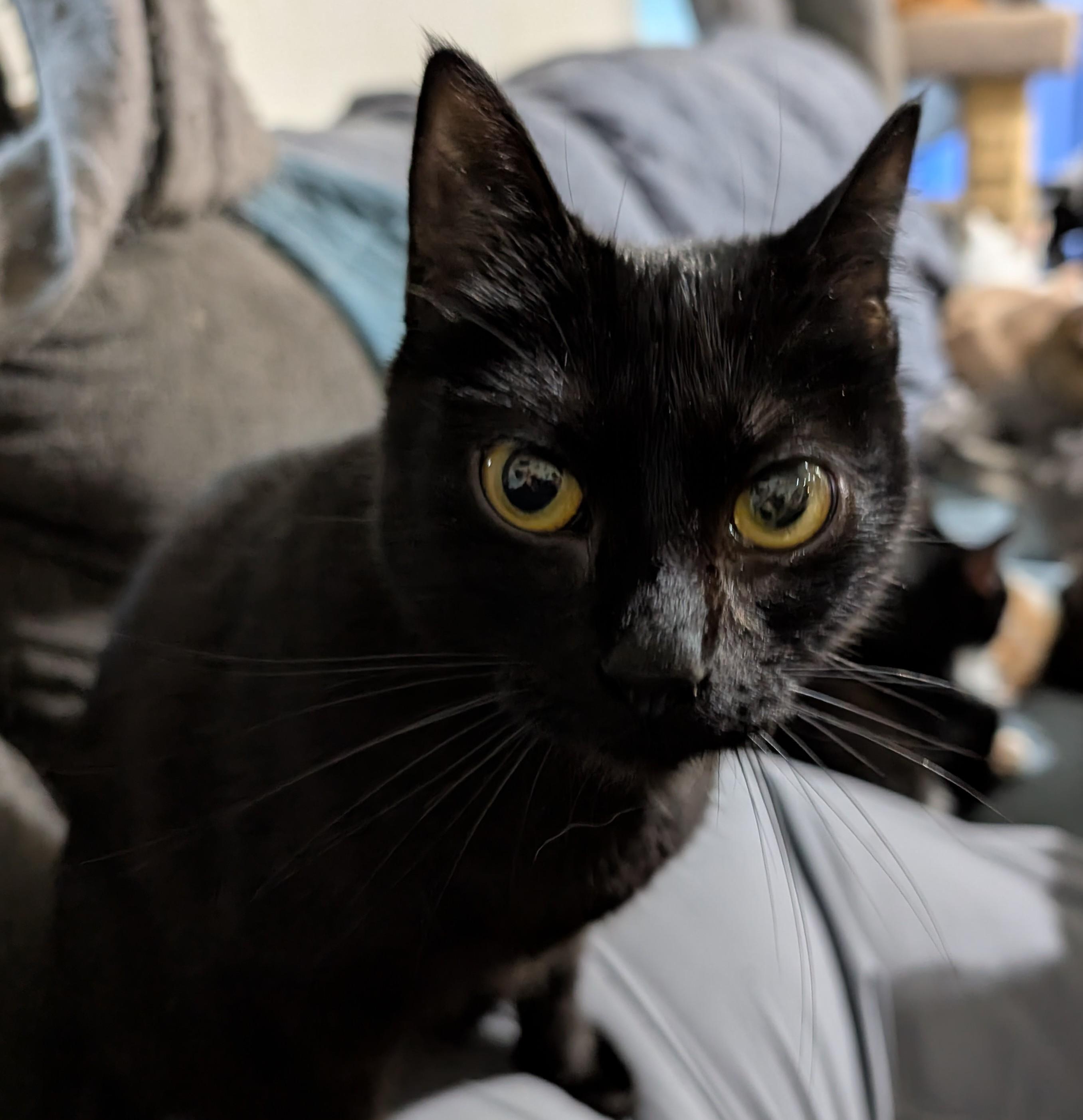 Dean, Adoptable, Young Male Domestic Short Hair.