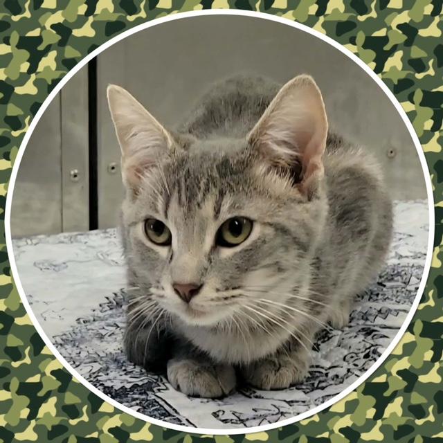 SMOKEY, Adoptable, Kitten Male Domestic Short Hair.