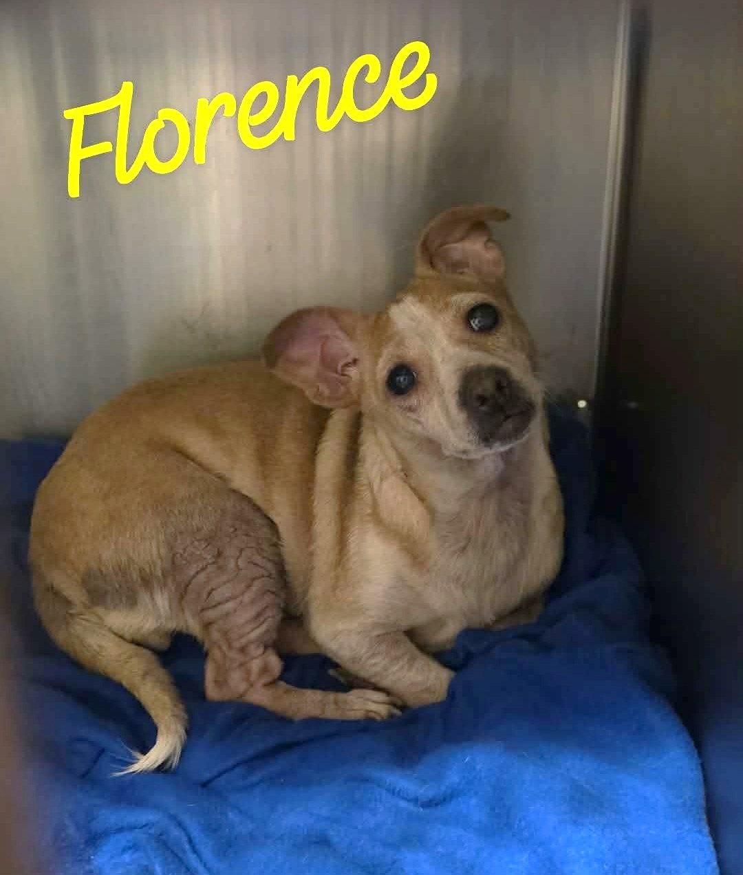 Florence Wood, Adoptable, Adult Female Chihuahua & Dachshund.