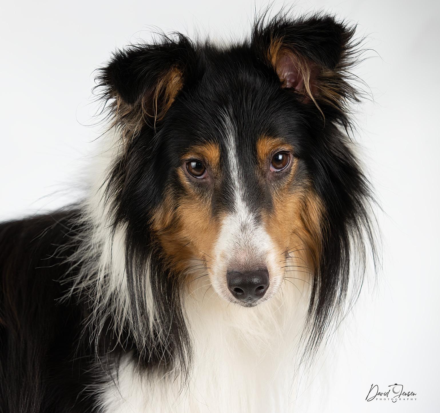 Enlarge Pogo, a ADOPTABLE Shetland Sheepdog / Sheltie in Anchorage, AK image 1/1