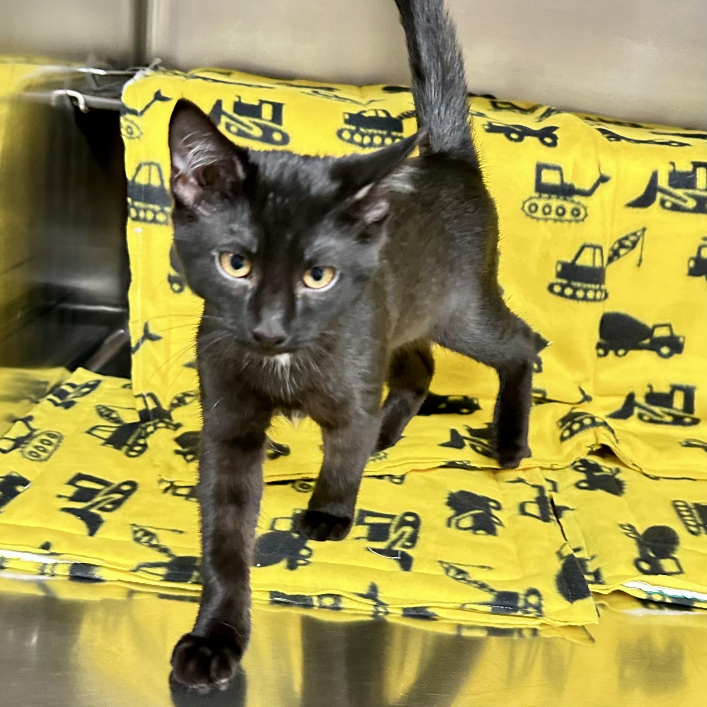 Duke, a Adoptable Domestic Short Hair in Crestwood, MO image 5/5