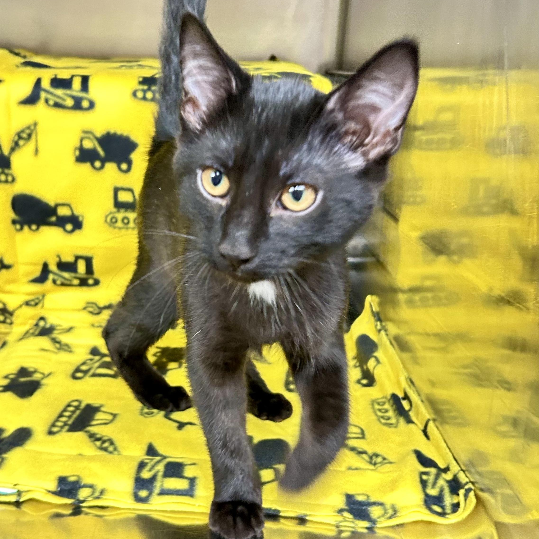 Duke, a Adoptable Domestic Short Hair in Crestwood, MO image 2/5