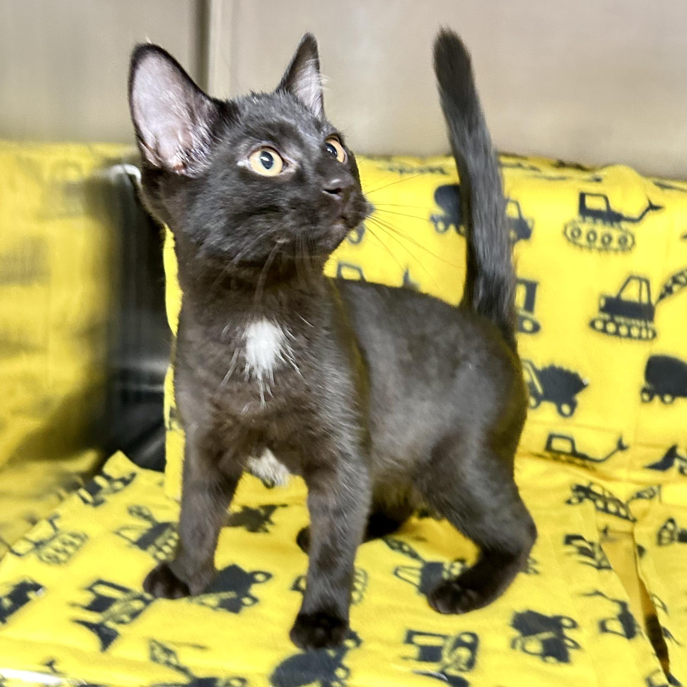 Duke, a Adoptable Domestic Short Hair in Crestwood, MO image 1/5