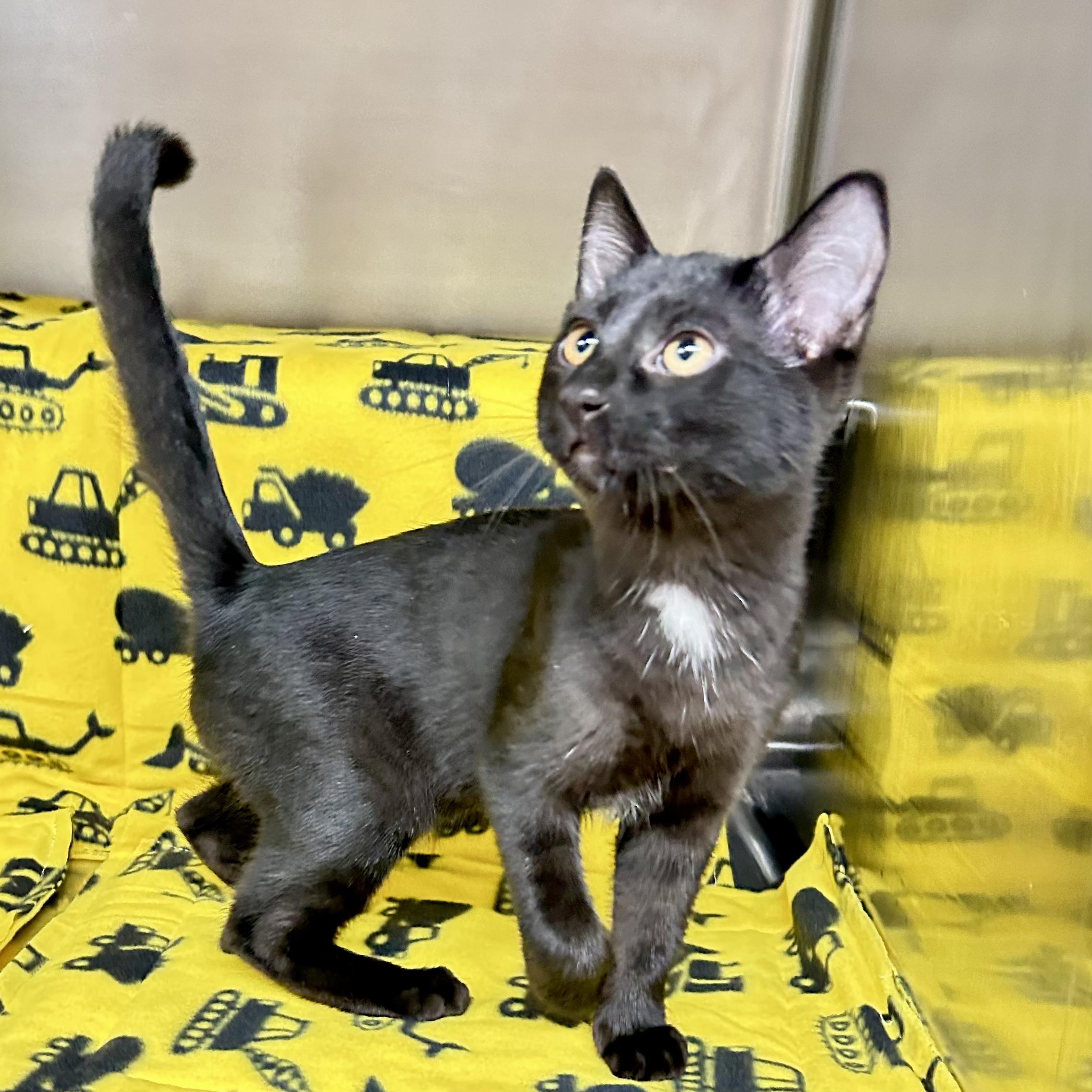 Duke, a Adoptable Domestic Short Hair in Crestwood, MO image 3/5