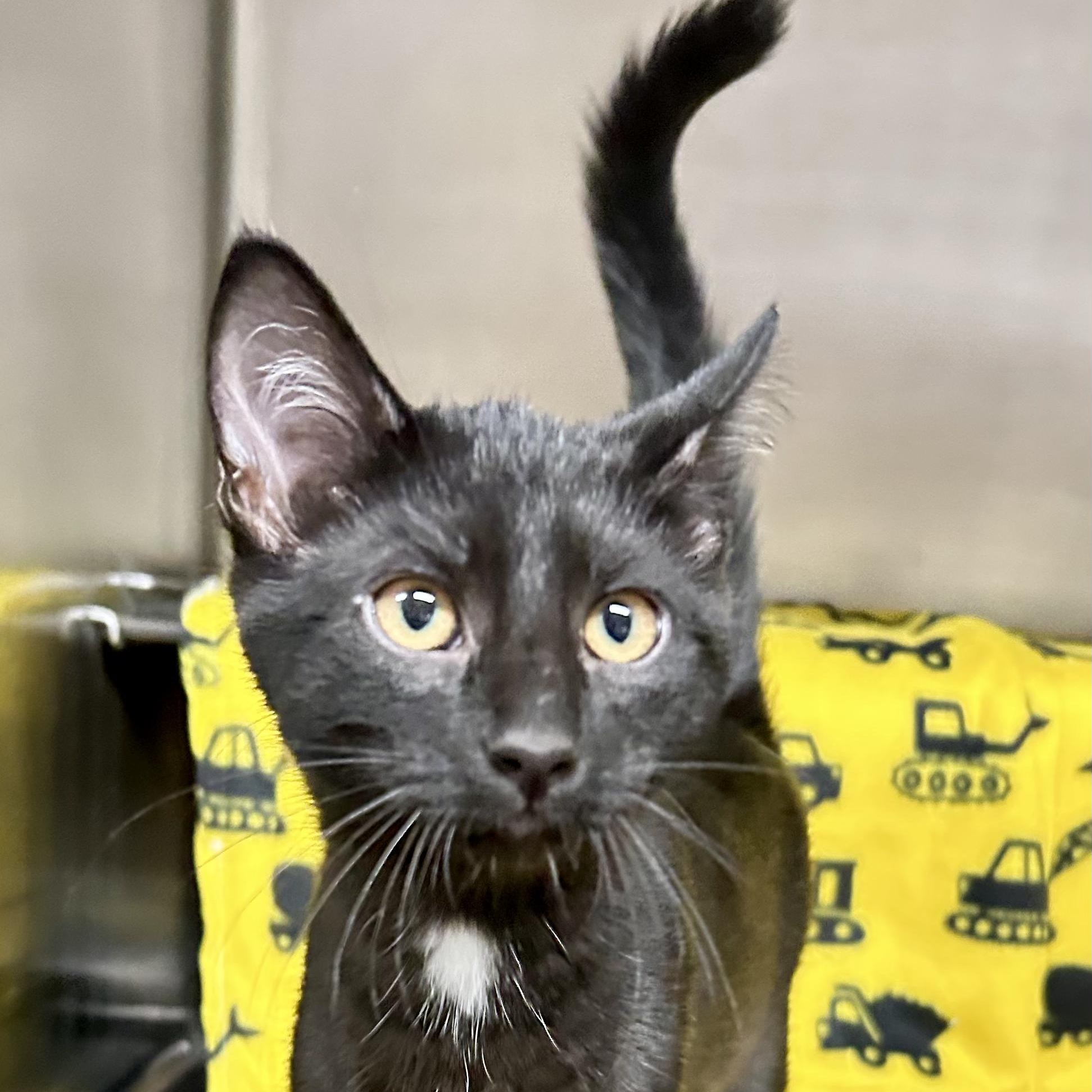 Duke, a Adoptable Domestic Short Hair in Crestwood, MO image 4/5