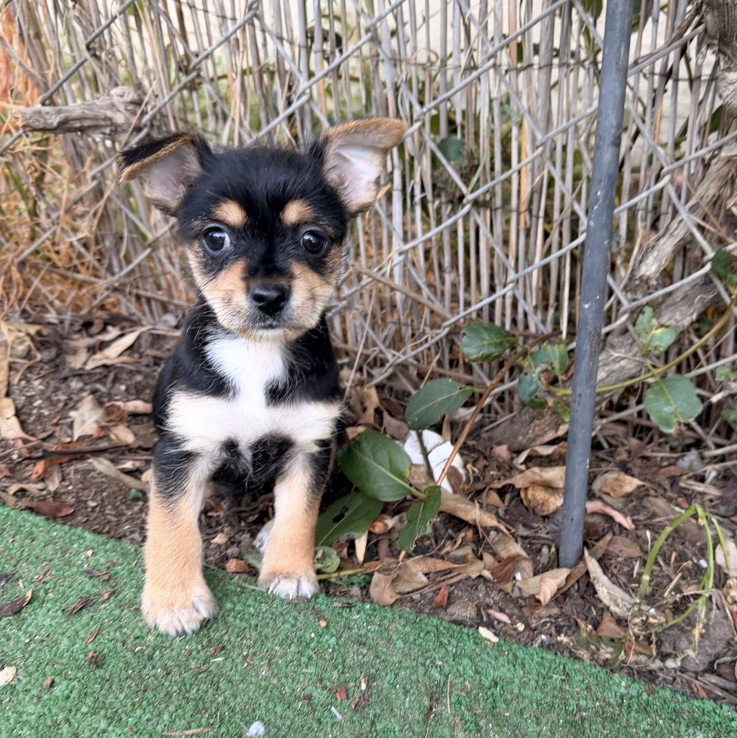 Enlarge Pixie, an adopted mixed breed in Redlands , CA image 1/1