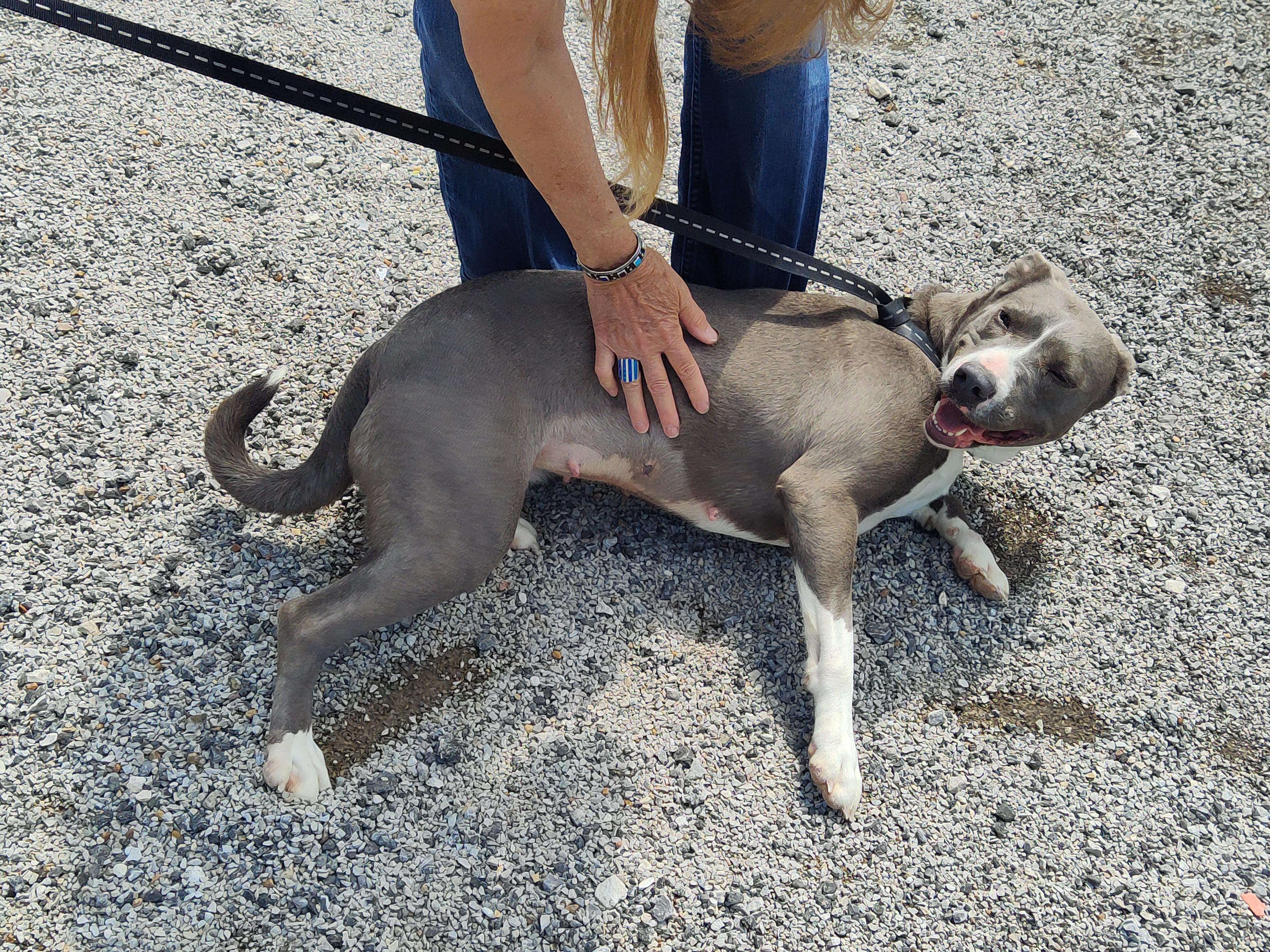 Enlarge 25-0198 "Mama", a Adoptable mixed breed in Leavenworth, KS image 2/4