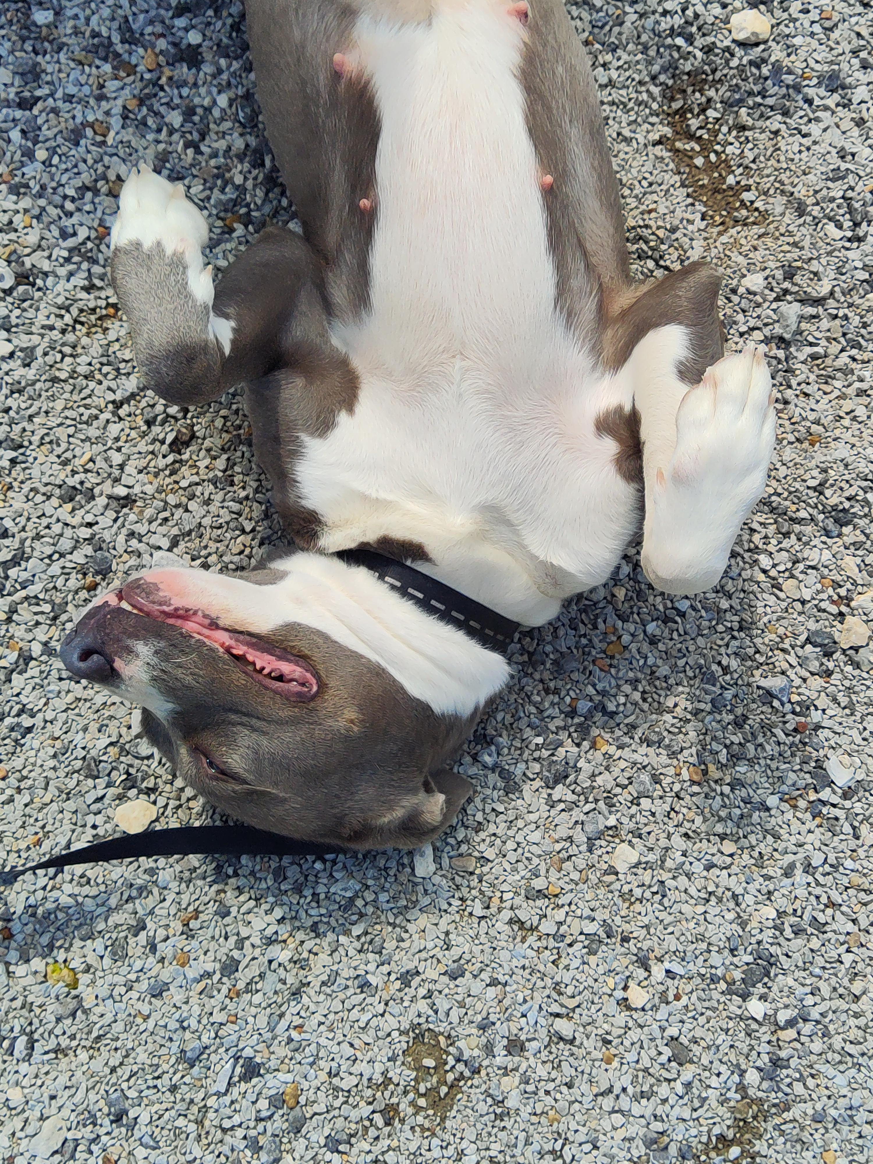 Enlarge 25-0198 "Mama", a Adoptable mixed breed in Leavenworth, KS image 3/4