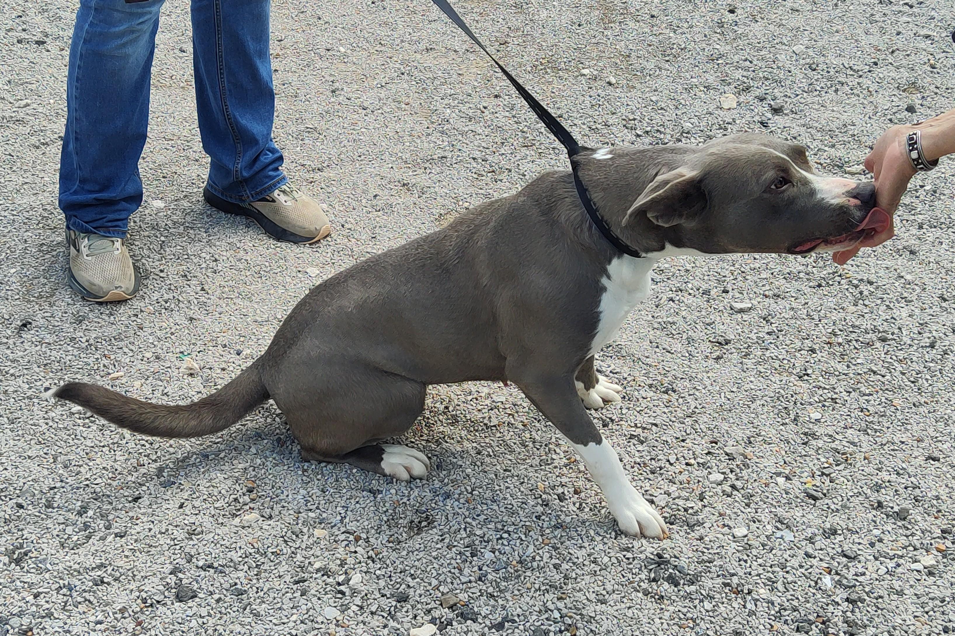 Enlarge 25-0198 "Mama", a Adoptable mixed breed in Leavenworth, KS image 4/4