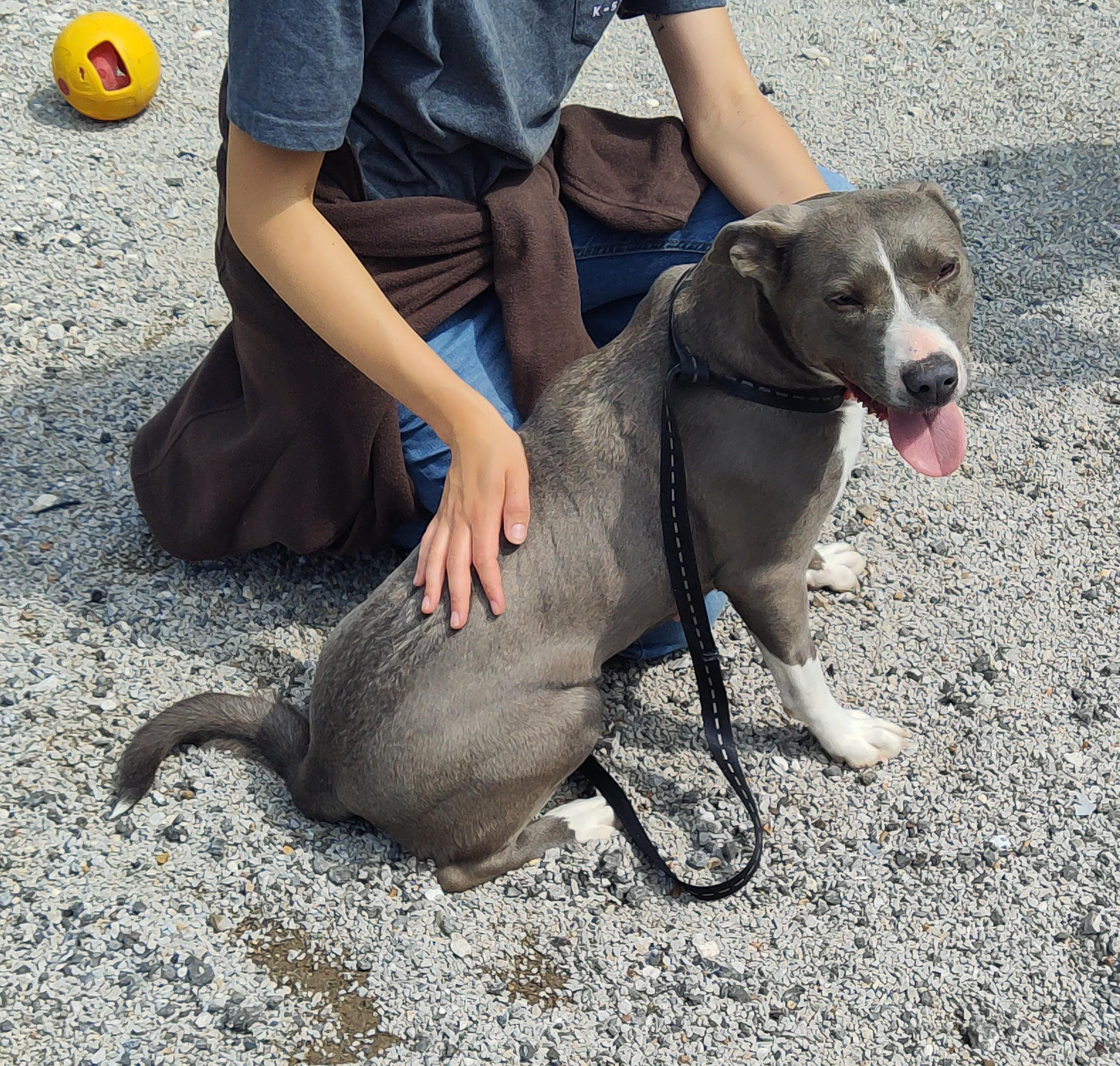 25-0198 "Mama", Adoptable, Adult Female Pit Bull Terrier.