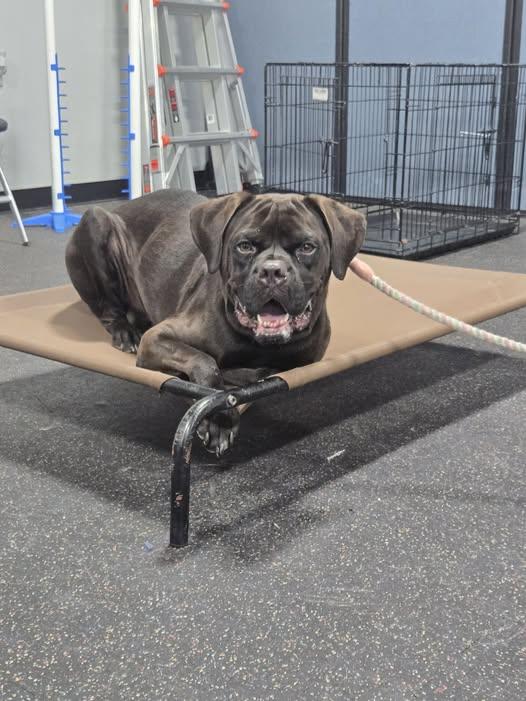Nino, Adoptable, Adult Male Boxer & Mastiff.