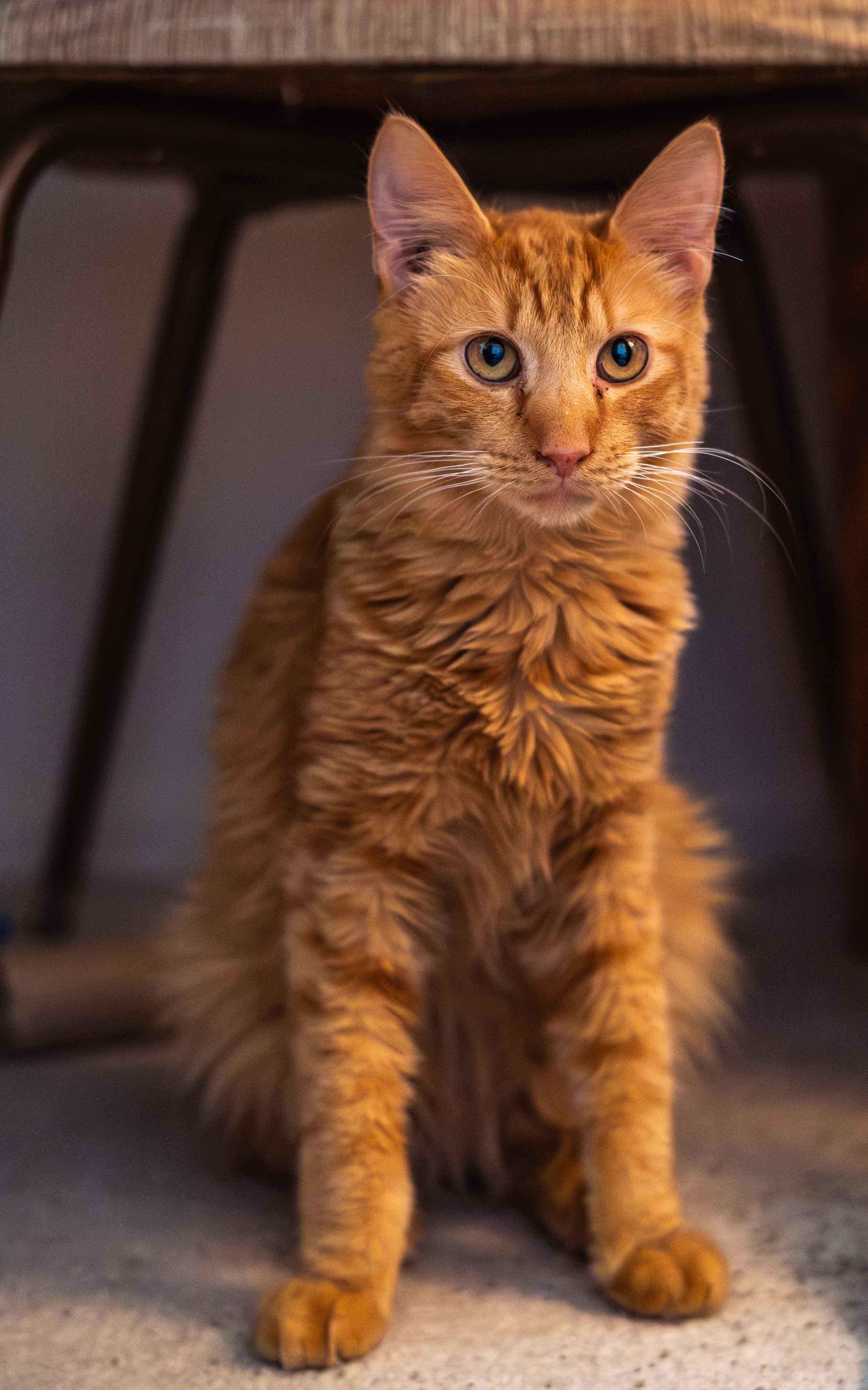 Velcro, ADOPTABLE, Kitten Male Domestic Medium Hair.